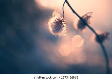 Wild Willow Tree In Winter. Macro Image, Shallow Depth Of Field. Vintage Filter. Blurred Nature Background