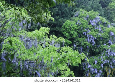 Wild wisteria flowers blooming along a mountain river in Aichi, Japan, on a rainy day. The misty forest and fresh greenery create a tranquil and serene atmosphere. Perfect for nature, travel, or seaso