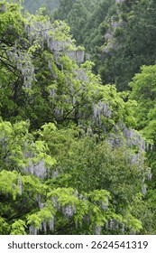 Wild wisteria flowers blooming along a mountain river in Aichi, Japan, on a rainy day. The misty forest and fresh greenery create a tranquil and serene atmosphere. Perfect for nature, travel, or seaso