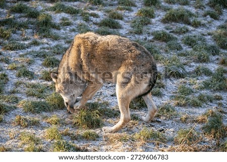 Wild Wolf In Sandy Grassland Sniffs Ground, Exploring Nature And Rugged Outdoor Terrain