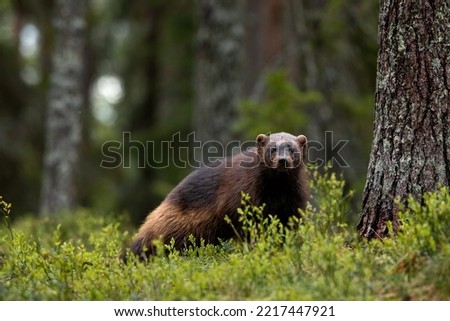 Wild Wolverine in the forest