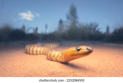 Wild woma python (Aspidites ramsayi) on sandy substrate with vegetation in background, central Australia
