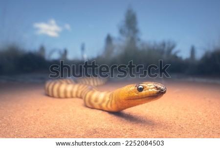 Wild woma python (Aspidites ramsayi) on sandy substrate with vegetation in background, central Australia