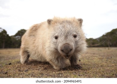 Wild Wombat Australia Tasmania Marsupial