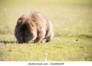 Wild Wombat In The Bush At Maria Island Tasmania