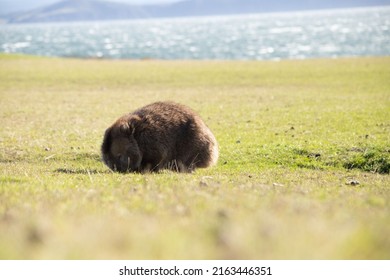 Wild Wombat In The Bush At Maria Island Tasmania