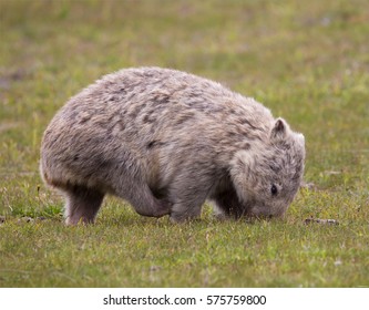 Wild Wombat Eating Grass , Melbourne, Victoria  