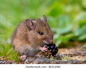 Wild Wood Mouse Is Eating A Raspberry