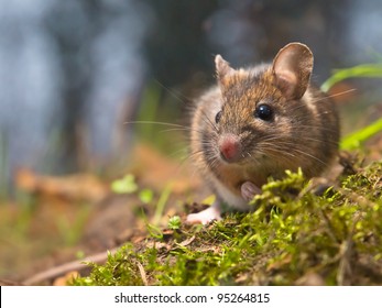 Wild Wood Mouse In Natural Habitat