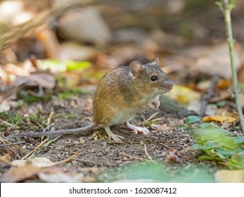 ねずみ の画像 写真素材 ベクター画像 Shutterstock