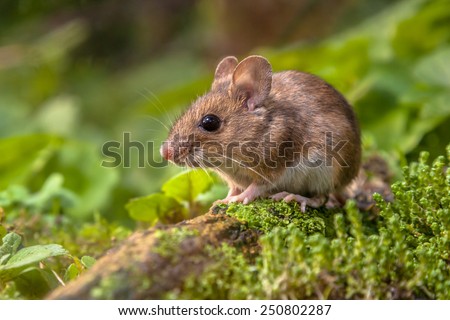 Wild Wood mouse resting on a stick on the forest floor with lush green vegetation