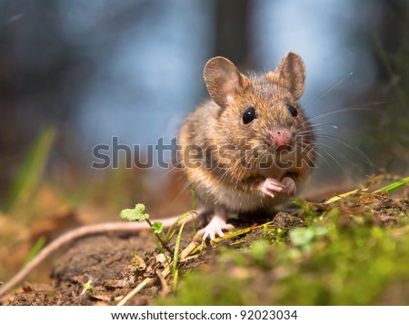 Wild wood mouse sitting on the forest floor