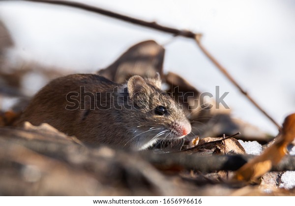 Wild\
wood mouse sitting on the forest floor. Wild Wood mouse resting on\
the root of a tree on the forest floor with lush green vegetation.\
House Mouse (Mus domesticus). gray mouse in\
nature.
