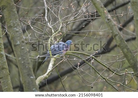 wild wood pigeon, Columba palumbus sitting in forest on branch of marsh oak Quercus palustris, concept ornithology, birds of Germany, fauna natural zones temperate zone of europe, nature protection