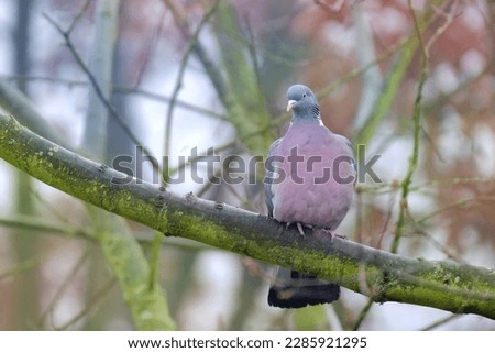 wild wood pigeon, Columba palumbus sitting in forest on branch of marsh oak Quercus palustris, concept ornithology, birds of Germany, fauna natural zones temperate zone of europe, nature protection