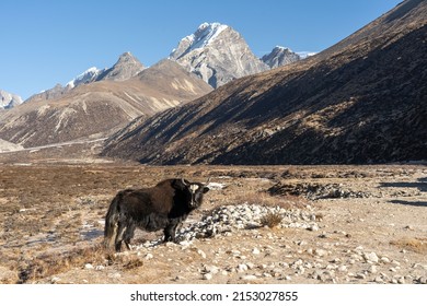 A Wild Yak In Mountainous Area On A Sunny Day