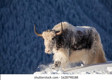 Wild Yak In The Mountains Of Nepal