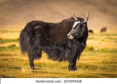 Wild Yak On Pasture In The Pamir Mountains