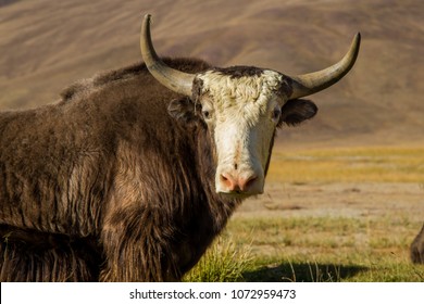 Wild Yak On Pasture In The Pamir Mountains