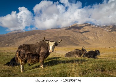 349 Pakistan yak Images, Stock Photos & Vectors | Shutterstock