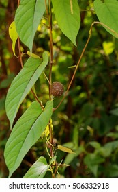 Wild Yam