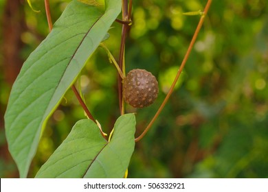 Wild Yam