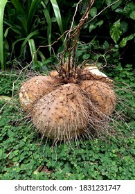 Wild Yam Or Dioscoreaceae In Northeast Of Thailand