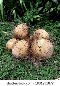 Wild Yam Or Dioscoreaceae In Northeastern Of Thailand