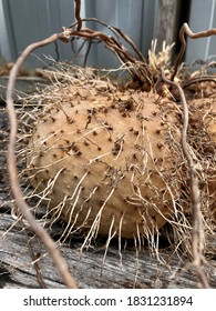 Wild Yam Or Dioscoreaceae In Northeastern Of Thailand