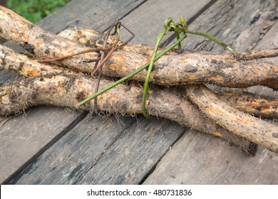 Wild Yam Tied With Vine On Old Wooden Table