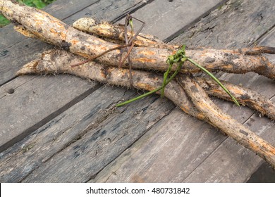 Wild Yam Tied With Vine On Old Wooden Table