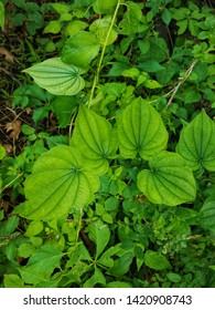 Wild Yam Vine On Forest Edge