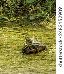 Wild yellow bellied cooter turtle sitting atop eelgrass sunbathing