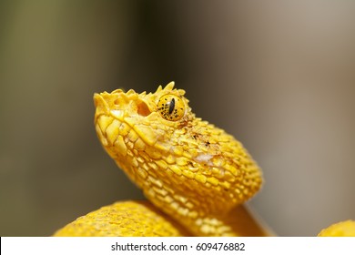 Wild Yellow Eyelash Viper