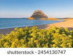 Wild yellow flowers on the beach of Punta Don Diego, Porto Taverna, Loiri Porto San Paolo, Olbia Tempio province, Sardinia, Italy, Mediterranean, Europe