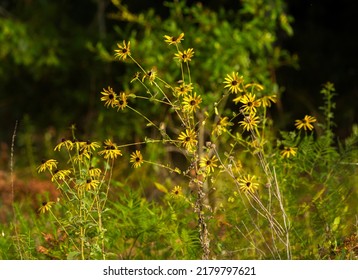 Wild Yellow Flowers Of Rudbeckia Hirta, Commonly Called Black Eyed Susan, Is A North American Flowering Plant In The Family Asteraceae.  Growing In Central Florida Woods