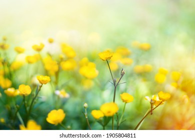 Buttercup Images, Stock Photos & Vectors | Shutterstock