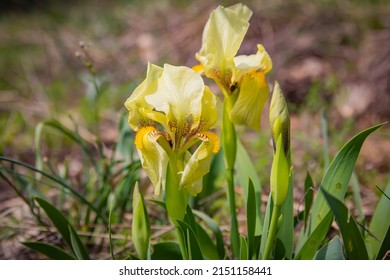 Wild  yellow iris (Iris pumila) close up in  spring. Beautiful flowers , selective focus 