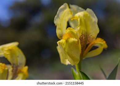 Wild  yellow iris (Iris pumila) close up in  spring. Beautiful flowers , selective focus 