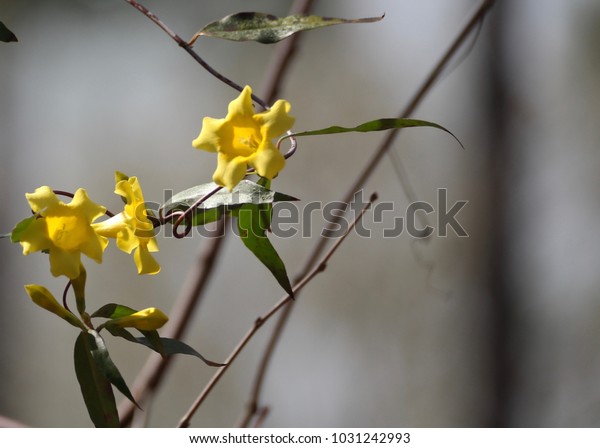 Wild Yellow Jasmine Flower Vine Early Stock Photo Edit Now 1031242993