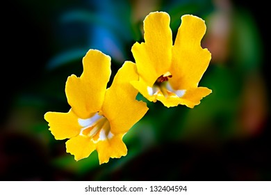 Wild Yellow Monkey Flowers (Mimulus Brevipes), Santa Susana Mountains, California