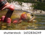 Wild Yellowstone cutthroat trout caught and released in the Yellowstone River