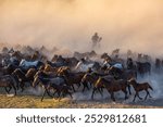 Wild Yilki Horses (Vahşi Yılkı Atları) in the Dust Drone Photo, Hürmetci Village Hacılar, Kayseri Turkiye (Turkey)