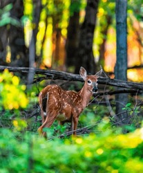 Wild Young Deer In Natural Habitat, Forest Wildlife Photography, Animal Portrait, Bambi-Like Fawn, Nature’s Beauty, Environmental Conservation, Outdoor Adventure, Springtime Wildlife, New Life In Lush