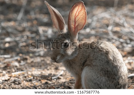 Wild young desert cottontail bunny rabbit.