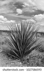 Wild Yucca West Texas Chihuahua Desert Skies