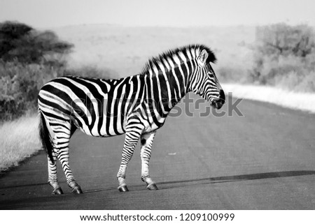 Similar – Image, Stock Photo street-graffiti-zebra