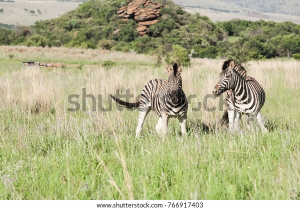 Wild Zebra Game Reserve Prey Animal Stock Photo Edit Now 766917403