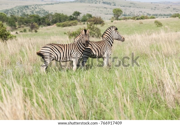 Wild Zebra Game Reserve Prey Animal Stock Photo Edit Now 766917409