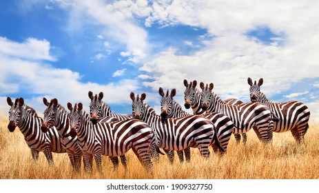  Wild zebras in the African savanna against the beautiful blue sky with white clouds. Wildlife of Africa. Tanzania. Serengeti national park. African landscape.
